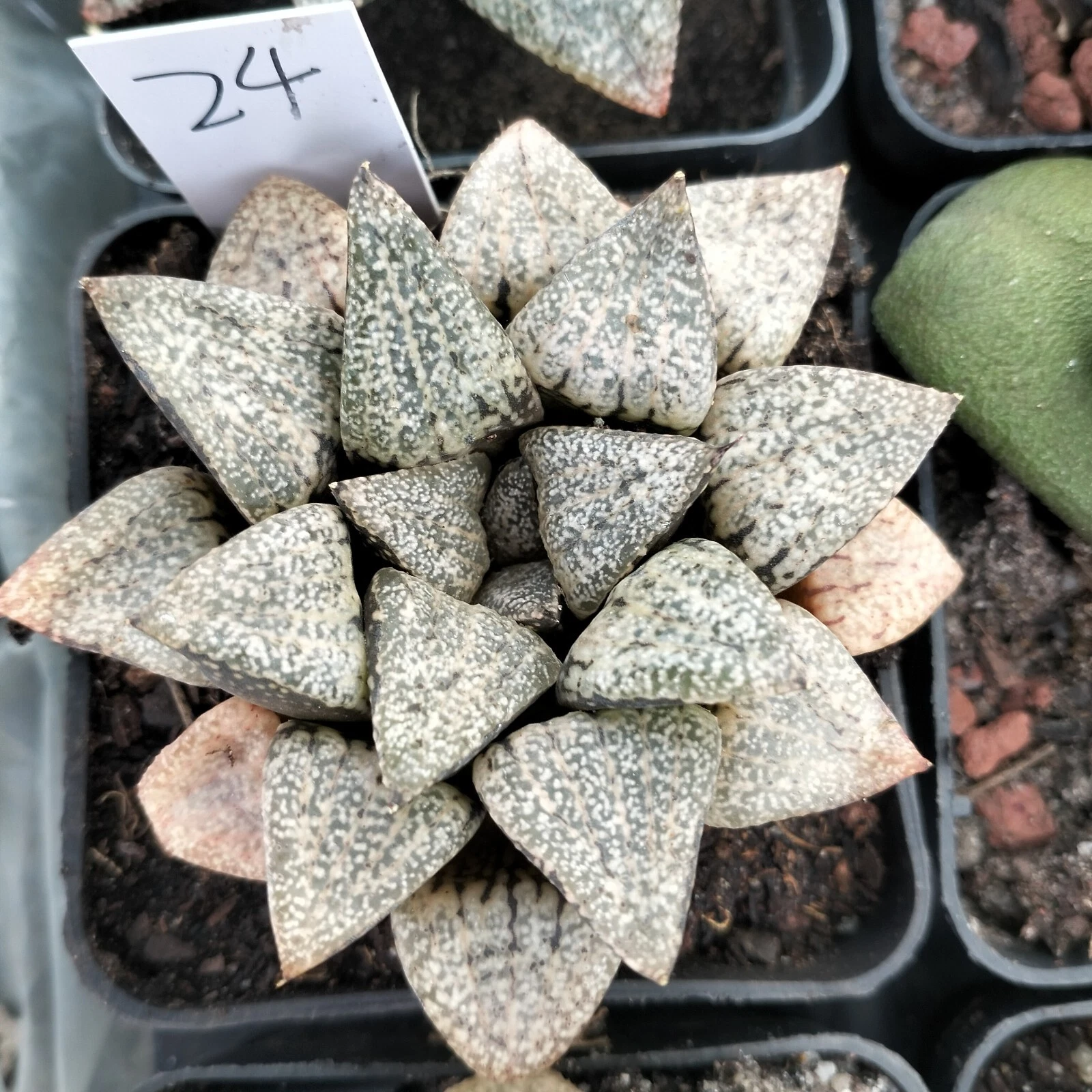 Haworthia Plant 24 mature plant very well rooted , rare one only Succulent
Opens in a new window or
