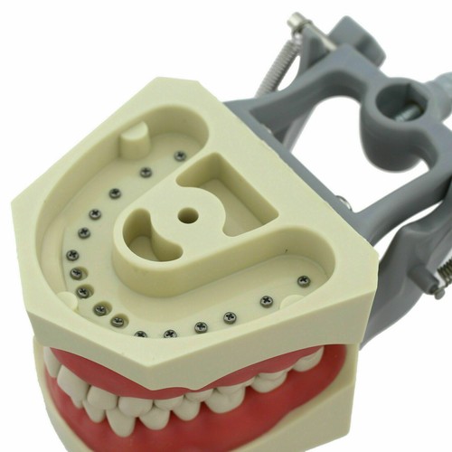Columbia 860 Style Dental Typodont Model Dentist Exam Mount Pole 32 Pcs Teeth - Picture 9 of 35