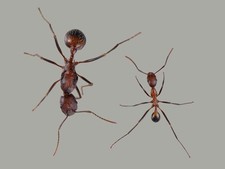 HOLIDAY SALE! Novemessor Cockerelli Colony 3-5w Queen Ant 2025 - insect feeder