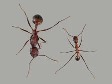 HOLIDAY SALE! Novemessor Cockerelli Colony 3-5w Queen Ant 2025 - insect feeder