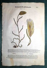 MATTIOLI MATTHIOLI Erbario a figure grandi originale del 1604 ORZO