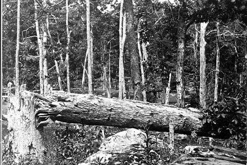 New 5x7 Civil War Photo: Evidence of Heavy Fire on Culp's Hill, Gettysburg