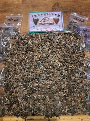 #ad #ad 50 AB Grade Full 3 8quot; Fossil Shark Teeth Tooth per lot FL Peace River Meg Era $15.95