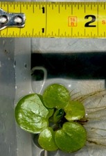 10 Amazon frogbit - Aquarium Or Pond Floating Plant