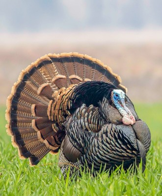 #ad Turkey Hatching Eggs Rio Grande 8 Eggs 3 Day Priority Mail Pre Order $75.00