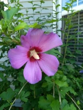 50+ Purple Rose of Sharon Seeds (Hibiscus syriacus, Aphrodite Althea) 2023 Fall