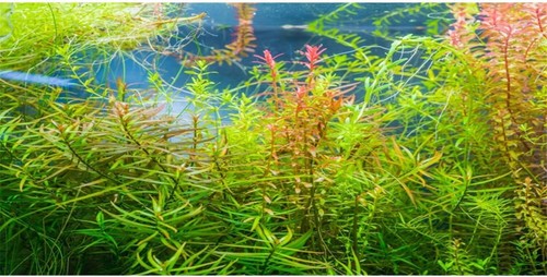 AWERT Aquarium Background Fish Tank Background 4-designs - Picture 19 of 42