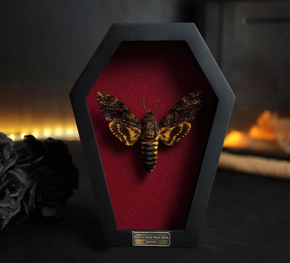 Real Dead Head Moth Coffin Dried Specimen Gothic Decor Taxidermy Gift Entomol... - Image 2 of 4