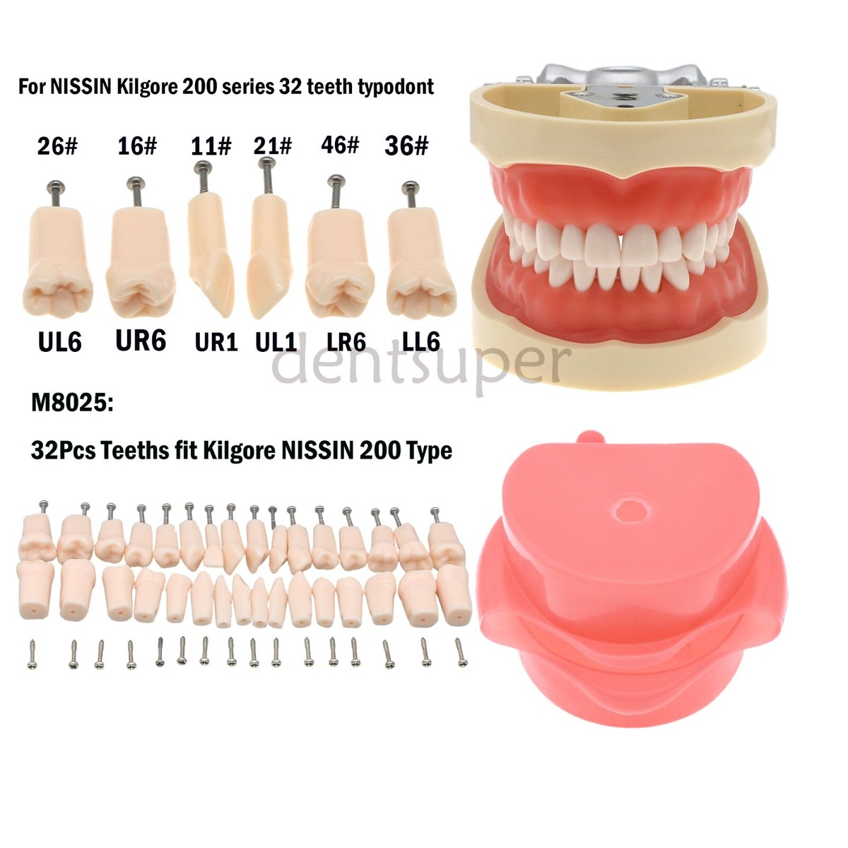 Fit Kilgore NISSIN 200Type Model Dental Typodont Model With 32Pcs