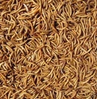 2kg Quality Dried Mealworms (12.55kg, 10kg, 5kg, 2.55kg) Importers Offer Price!