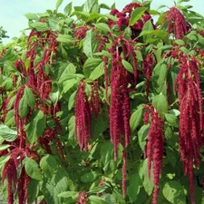 Amaranth Love Lies Bleeding Seeds 1000+ Annual CUT FLOWER NON-GMO USA FREE S&H
