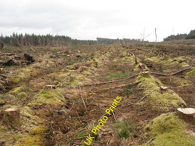 Foto 6x4 Kahlwald Ballygub kürzlich gefälltes Waldgebiet am W c2016