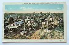Harvest Time Great Concord Grape Belt Lake Erie Farmland Fruit Field Postcard D2
