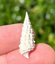 France Fossil Gastropod Batillaria substixa Eocene Age French Shell