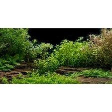 Aquarium Background River Bed Lake Aquatic Plant Fish Tank Background Vinyl...