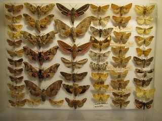 Box 5 55 Specimens British Moths Butterflies Insect Entomology Taxidermy