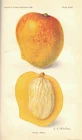 1908 AGRICULTURE WITH GREAT COLOR PRINTS NUTS FRUIT APPLES RASPBERRIES PEARS 1ST