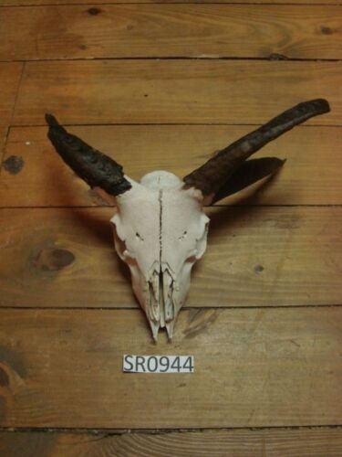 4 horn ram skull unique wildlife ranch rustic decor SR0944
