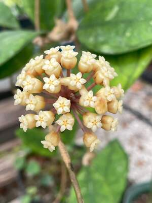 Hoya Finlaysonii- Rooted In 3.5'' pot- Beautiful Veins in Leaves- Multiple Nodes!