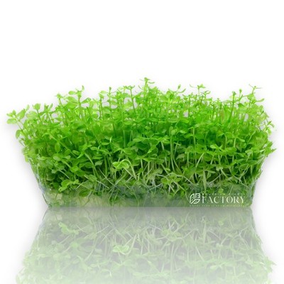 Micranthemum Micranthemoides Pearl Weed Tissue Culture Aquarium Plants Factory 