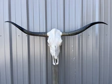 LONGHORN STEER SKULL 4 FEET 9 Inch WIDE POLISHED BULL HORN MOUNTED COW HEAD