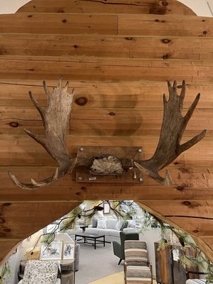 Moose Large Animal Horns & Antlers Wall Taxidermy Mount Manitoba 1995 Game Tag
