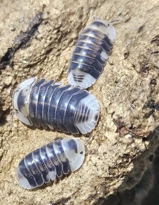 White Ducky Isopods   Adorable & Rare Cubaris sp.   8+ Count Live Culture