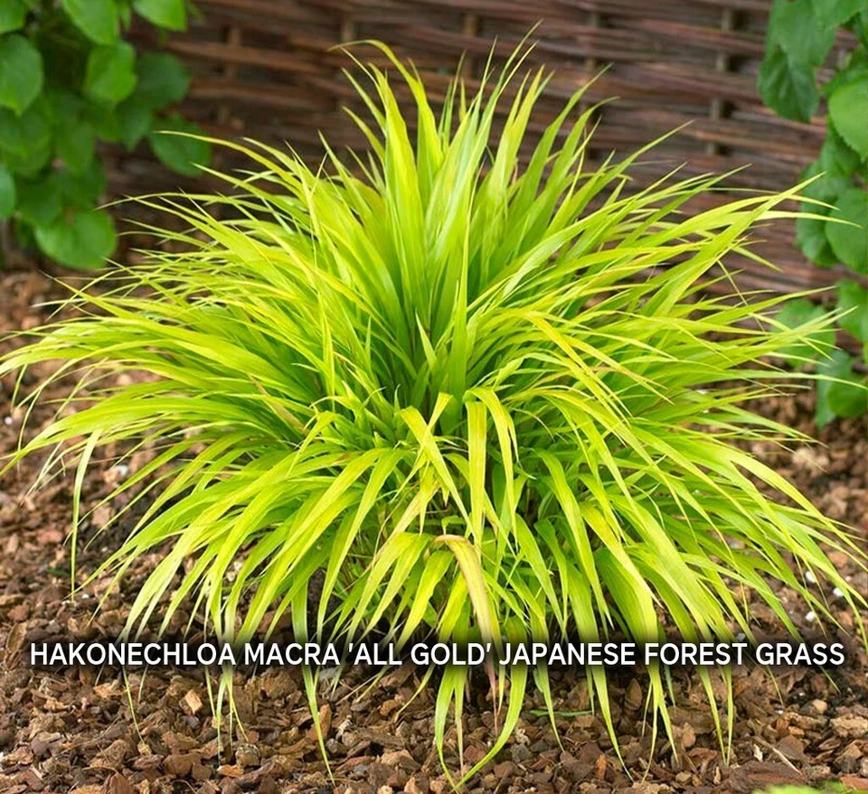 Japanese Forest Grass Plants - All Gold or Aureola – Ornamental Hakonechloa - Image 3 of 4