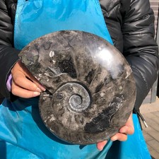 7.04LB  Natural black Ammonite Fossil Conch Crystal Specimen Healing