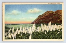 Postcard Hawaii Honolulu HI Sugar Cane Blossom Field 1954 Posted Linen
