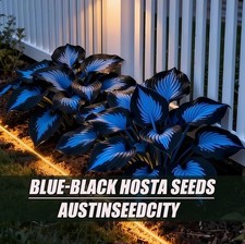 Blue-black hosta seeds-100seedsRare perennial shade-tolerant foliage plant