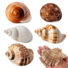WeDoSoy 5PCS Large Hermit Crab Shells  Natural Sea Conch Size 2.8" - 3.9", O...