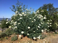 RARE ORGANIC MATILIJA ROMNEYA POPPY SEEDS NEW HARVEST 150 FRESH SEEDS