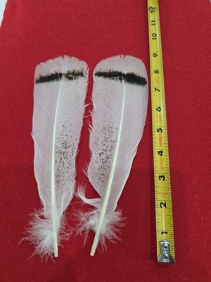 Z13 Pair Royal Palm Turkey Tail Feather