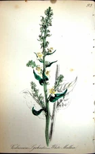 Original Old Antique Print Flowers C1880 Colour Plate Flora White Mullein 19th