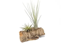 Small Tabletop Cork Bark Display with 2 Tillandsia Plants - Wholesale and Bulk