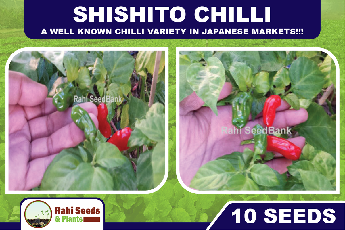 その他 chilli Shishito Chilli - 10 Seeds - A Well Known Chilli Variety in