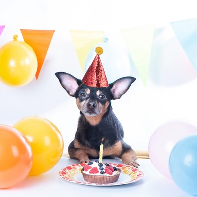 3 Pcs Pet Geburtstag Prop Urlaub Kopfschmuck Haustiere Party Dekorationen