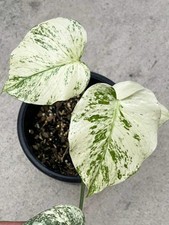 Real Pict Monstera Silver Star Variegated 4 Leaves