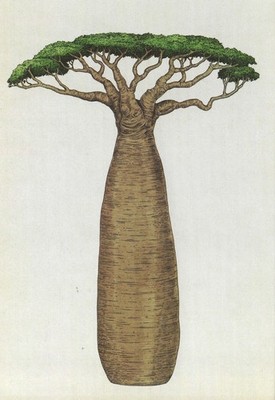 Postcard Kate Scott ''Baobab Tree'' Botanical Illustration MINT Unused