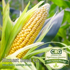 Trucker's Favorite Yellow Corn Seeds | Non-GMO | Fresh Garden Seeds BULK