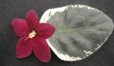 African Violet Plant- "Christmas Dream" (standard)