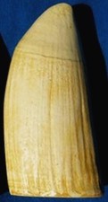 #6 Whale Tooth (IMITATION REPLICA) Engraving