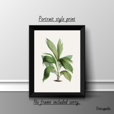 Areca Palme A4 DRUCK POSTER BILD WANDKUNST HAUSDEKOR BOTANISCH NEUES GESCHENK