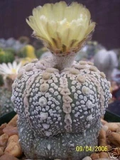 Astrophytum asterias Super KABUTO @@ exotic rare cactus cacti globular 100 SEEDS