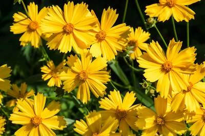 SEEDVILLE USA 1000 YELLOW SAND COREOPSIS Lanceolata Lanceleaf Tickseed Flower Seeds