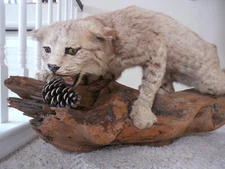 Taxidermy Bobcat Full Body Mount Vintage