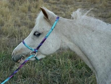 Halter All SMALL Miniature, Foal, Pony, Mini Adjustable Slip Lead PATTERN USA