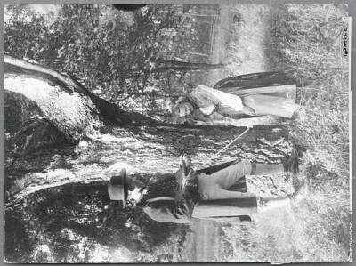 Swedish Country Lad Wooing His Lady...Stockholm, Sweden: A Swedish C - Old Photo