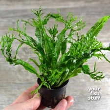 Java Fern 'Windelov'  Live Aquarium Plant *Buy1 Get1 50% OFF* POTTED